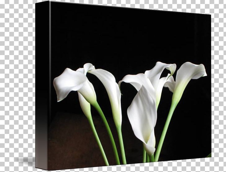 Calas Still Life Photography PNG, Clipart, Alismatales, Arum, Arumlily, Calas, Flower Free PNG Download