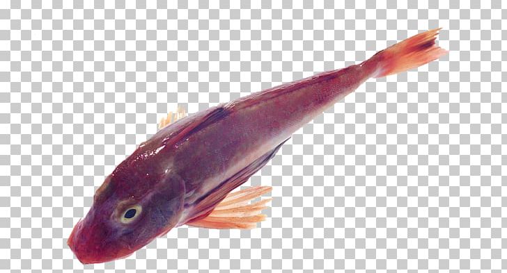 Common Carp Carassius Auratus Fish PNG, Clipart, Animals, Animal Source Foods, Beverage, Carp, Common Carp Free PNG Download