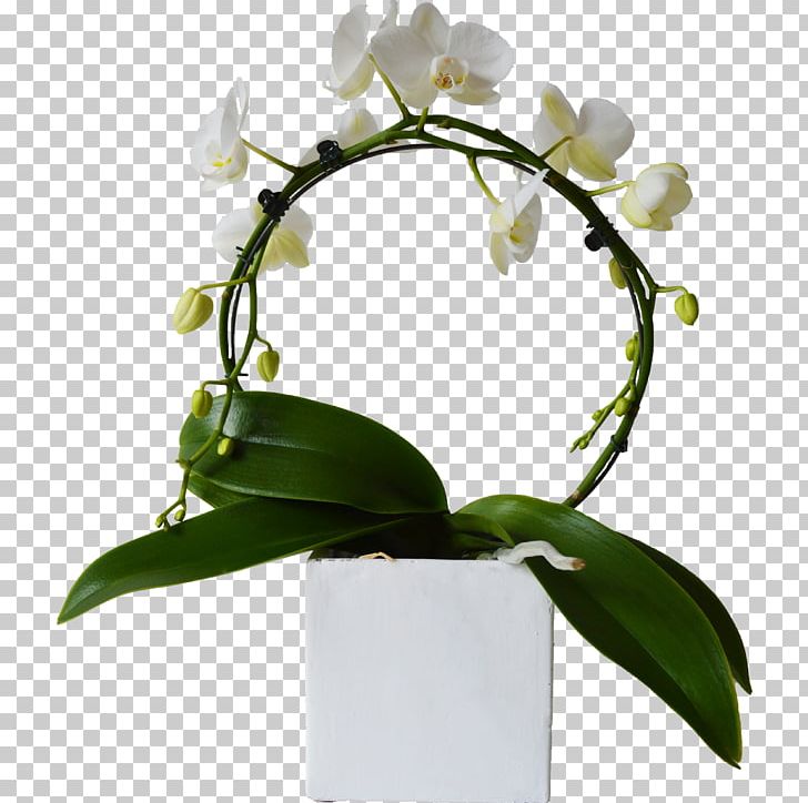 Moth Orchids Cut Flowers Plant Stem Branch PNG, Clipart, Artificial Flower, Bloemenatelier Verde, Branch, Cut Flowers, Flora Free PNG Download