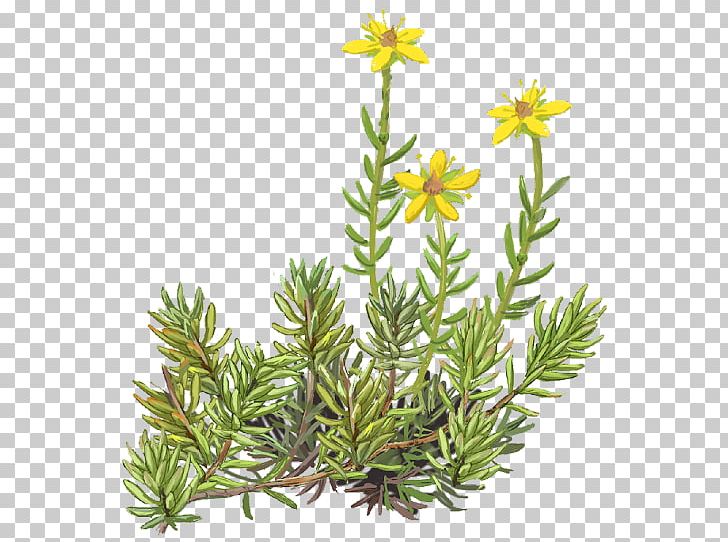 Pine Family Evergreen Subshrub PNG, Clipart, Conifer, Evergreen, Flower, Others, Pine Free PNG Download