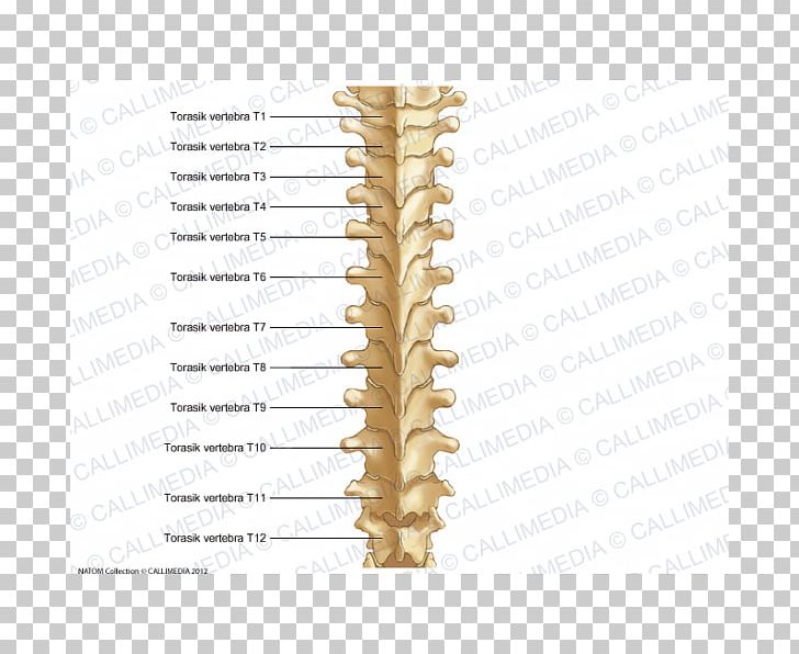 Thoracic Vertebrae Vertebral Column Bone Rachis Anatomy PNG, Clipart, Anatomy, Angle, Bone, Cervical Vertebrae, Dorsum Free PNG Download