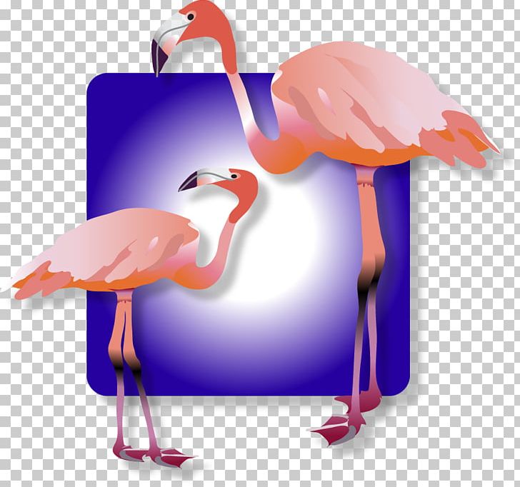 Water Bird Beak PNG, Clipart, Animals, Beak, Bird, Flamingo, Water Bird Free PNG Download