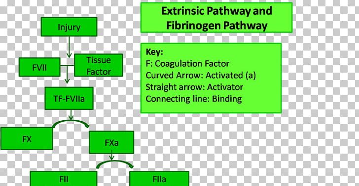 Coagulation Thrombus Definition Fibrinogen Blood PNG, Clipart, Angle, Area, Blood, Brand, Coagulation Free PNG Download