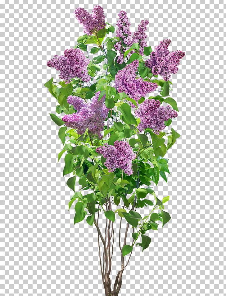 Flower Lilac PNG, Clipart, Annual Plant, Cut Flowers, Decoration, Floral Design, Flowering Plant Free PNG Download
