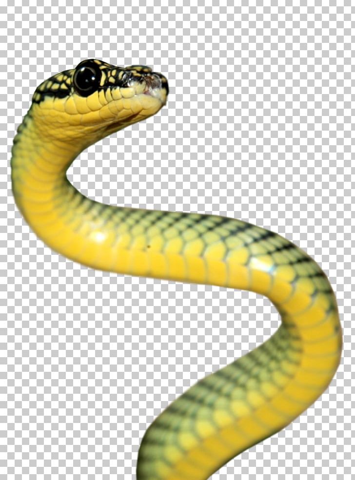 Rattlesnake Reptile Vipers Elapidae PNG, Clipart, Anaconda, Animal, Animals, Colubridae, Desktop Wallpaper Free PNG Download