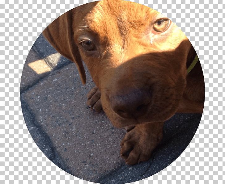 Redbone Coonhound Plott Hound Dachshund Vizsla Puppy PNG, Clipart, Animals, Breed, Carnivoran, Coonhound, Crossbreed Free PNG Download