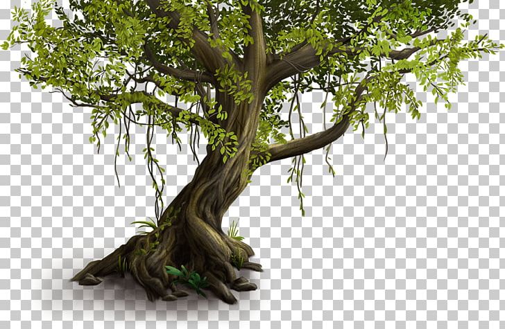 Wood /m/083vt Houseplant Branching PNG, Clipart, Branch, Branching, Houseplant, M083vt, Plant Free PNG Download