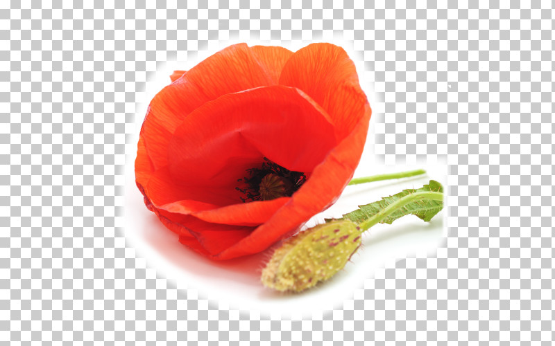 Orange PNG, Clipart, Anemone, Coquelicot, Corn Poppy, Flower, Orange Free PNG Download