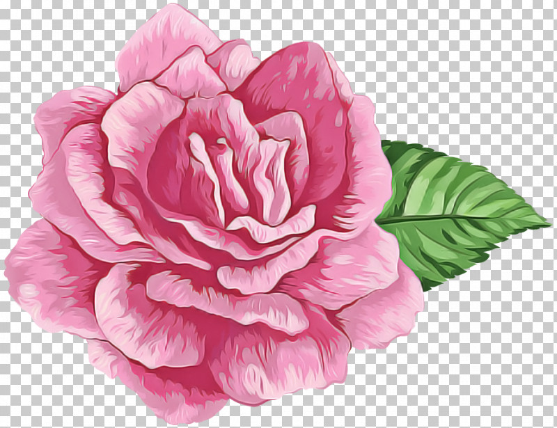 Pink Flower Petal Plant Japanese Camellia PNG, Clipart, Chinese Peony, Cut Flowers, Flower, Japanese Camellia, Petal Free PNG Download