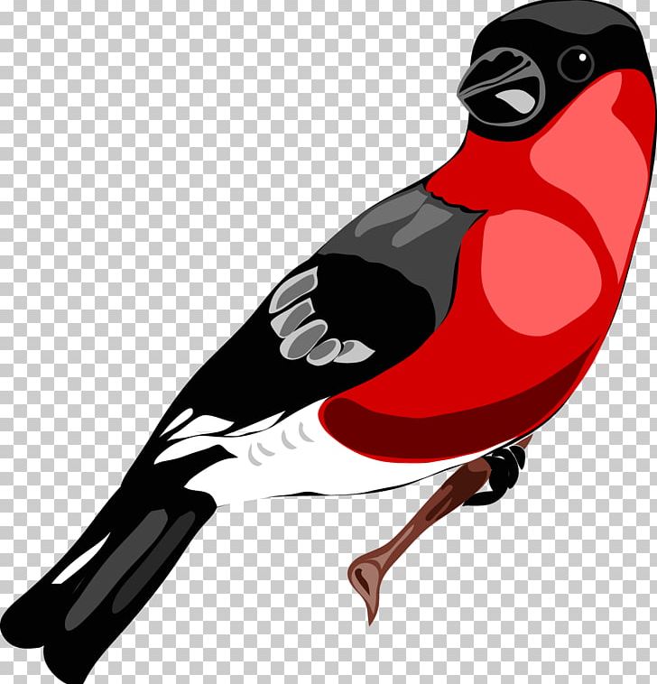 Bird Eurasian Magpie PNG, Clipart, Animals, Beak, Bird, Color, Color Television Free PNG Download