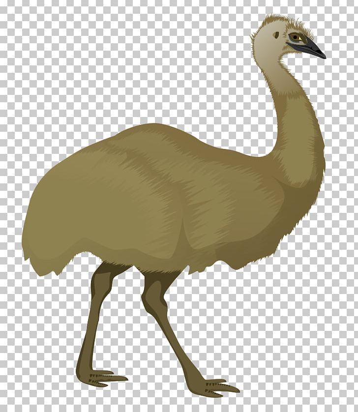 Emu Stock.xchng PNG, Clipart, Beak, Bird, Blog, Clip Art, Crane Like Bird Free PNG Download