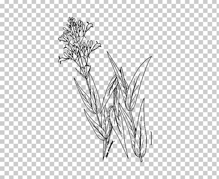 Twig /m/02csf Line Art Drawing Plant Stem PNG, Clipart, Area, Artwork, Black And White, Branch, Drawing Free PNG Download