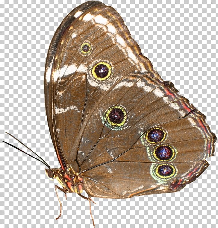 Butterfly Nymphalidae PNG, Clipart, Arthropod, Beautiful, Beautiful Butterfly, Brown, Brown Butterfly Free PNG Download