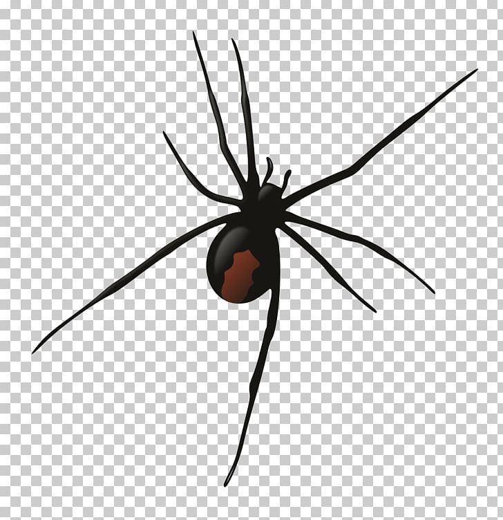 Southern Black Widow Redback Spider Wolf Spider PNG, Clipart, Arachnid, Arthropod, Black Widow, Black Widow Spider, Brown Widow Free PNG Download