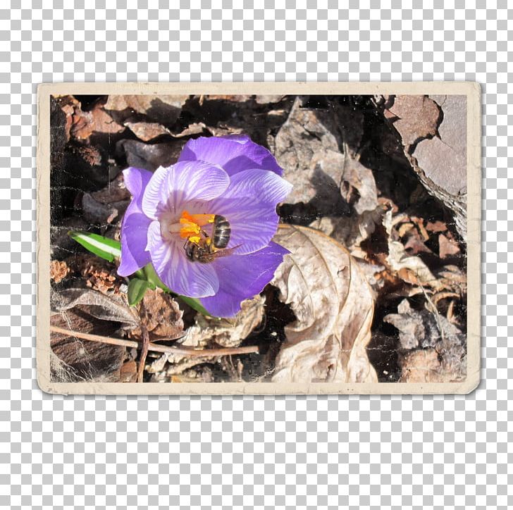 Violet Flower Family Violaceae PNG, Clipart, Family, Flower, Flower Bee, Flowering Plant, Nature Free PNG Download