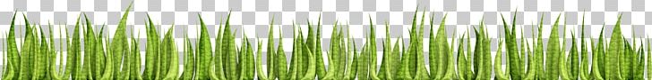 Adobe Illustrator Adobe Systems Wheatgrass U0633u0628u0632u0647 PNG, Clipart, Adobe Illustrator, Adobe Systems, Background Green, Banner, Decoration Free PNG Download
