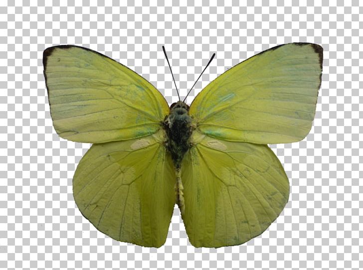 Clouded Yellows Common Emigrant Butterfly Pieridae Gossamer-winged Butterflies PNG, Clipart, Brushfooted Butterflies, Brush Footed Butterfly, Butterfly, Clouded Yellows, Common Emigrant Free PNG Download