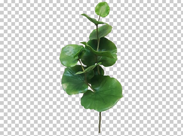 Gum Trees Artificial Flower Leaf Plant Stem PNG, Clipart, Annual Plant, Artificial Flower, Branch, Chamelaucium, Flower Free PNG Download