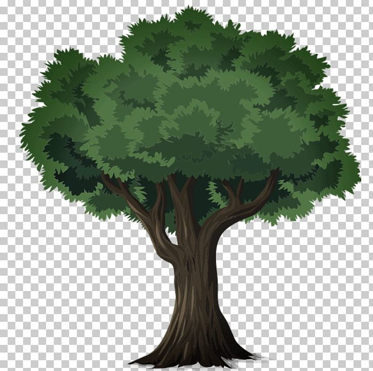 Tree Deciduous Desktop Forest PNG, Clipart, Arborist, Branch, Deciduous, Desktop Wallpaper, Forest Free PNG Download