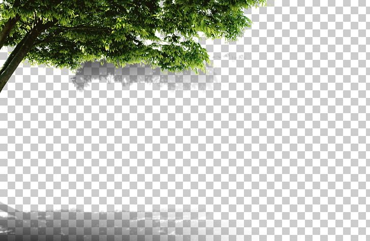 Child Tree Brand Chin PNG, Clipart, Angle, Autumn Tree, Black And White, Christmas Tree, Computer Wallpaper Free PNG Download