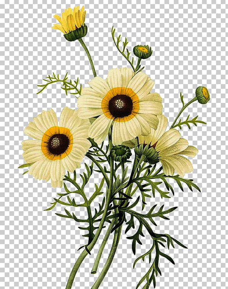 Common Daisy Botanical Illustration Chrysanthemum Illustration PNG, Clipart, Annual Plant, Botany, Daisy Family, Flower, Flower Arranging Free PNG Download