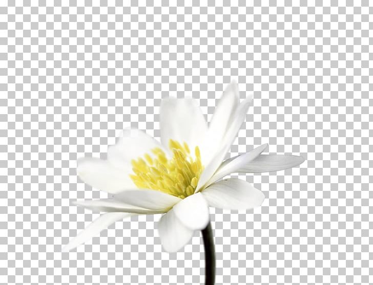 Cut Flowers Daisy Family Common Daisy Petal PNG, Clipart, Common Daisy, Computer, Computer Wallpaper, Cut Flowers, Daisy Free PNG Download