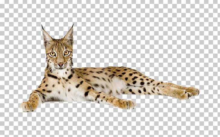 Eurasian Lynx Cheetah PNG, Clipart, African, Animal, Animals, Carnivoran, Cat Like Mammal Free PNG Download