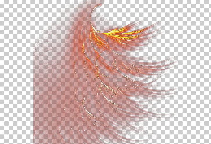 Feather PNG, Clipart, Albom, Animals, Beak, Closeup, Computer Wallpaper Free PNG Download