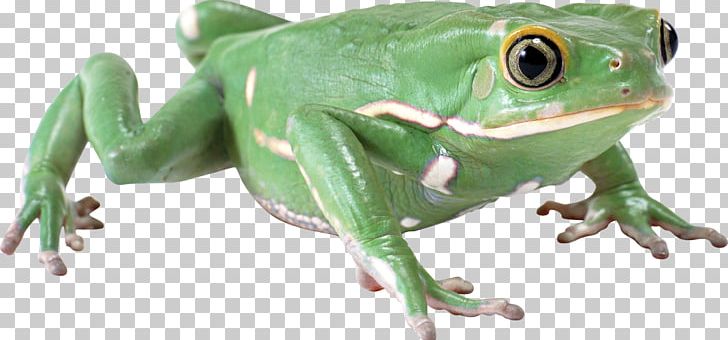 Frog PNG, Clipart, Frog Free PNG Download