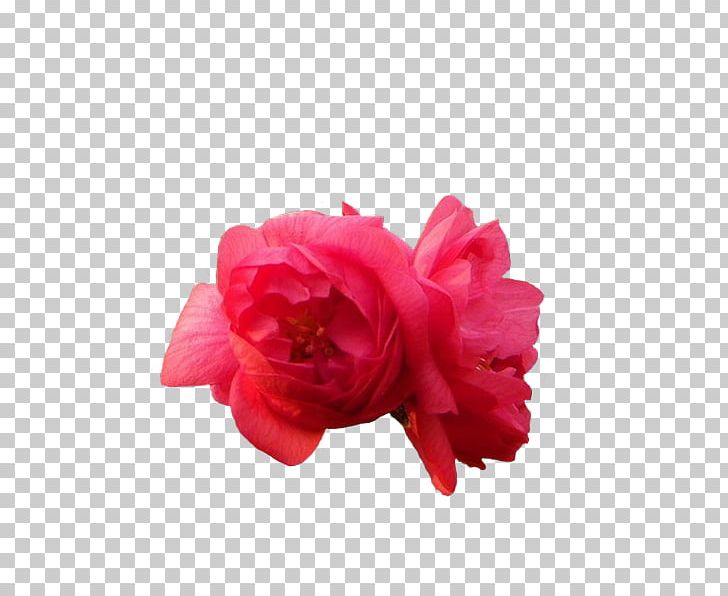 Garden Roses Rosa Chinensis Beach Rose Pink Peony PNG, Clipart, Azalea, Chinese, Chinese New Year, Chinese Style, Cut Flowers Free PNG Download