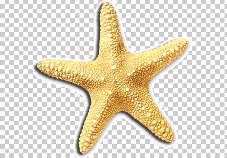 Hartenbos Waterwurm Accommodation Starfish Invertebrate Swimming Pool PNG, Clipart, Accommodation, Animal, Animals, Beach, Echinoderm Free PNG Download
