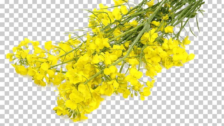 Mustard Plant Rapeseed Canola Flower PNG, Clipart, Branch, Brassica Juncea, Canola, Common Sunflower, Flower Free PNG Download