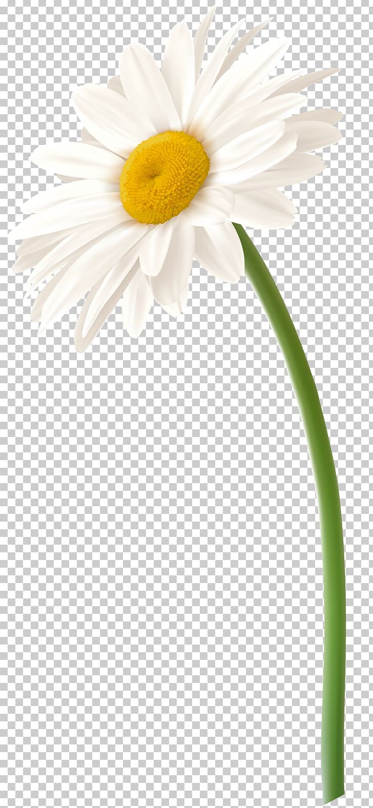 Roman Chamomile Flower Oxeye Daisy Daisy Family Transvaal Daisy PNG, Clipart, Argyranthemum Frutescens, Chamaemelum, Chamaemelum Nobile, Chamomile, Closeup Free PNG Download