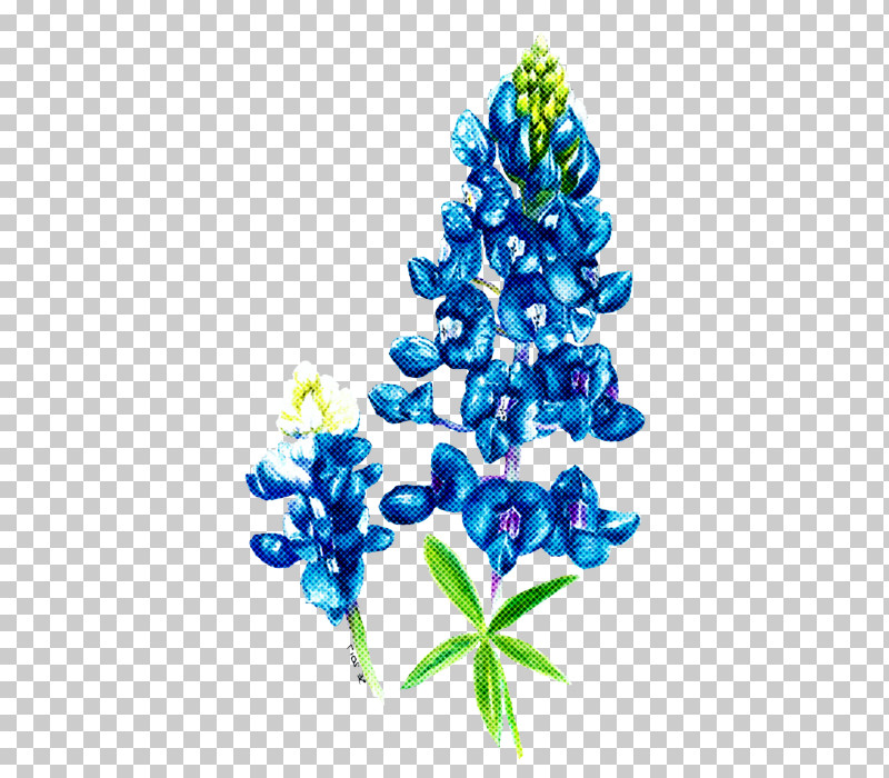 Bluebonnet Blue Flower Plant Texas Bluebonnet PNG, Clipart, Blue, Bluebonnet, Delphinium, Flower, Grape Hyacinth Free PNG Download
