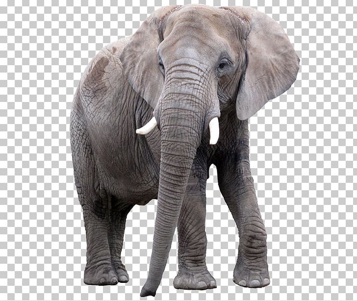 African Elephant Elephantidae Lion Indian Elephant PNG, Clipart, African Elephant, Animals, Asian Elephant, Deal With, Desktop Wallpaper Free PNG Download