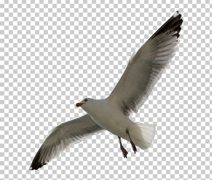 European Herring Gull Gulls Seabird PNG, Clipart, American Herring Gull, Animals, Beak, Bird, Charadriiformes Free PNG Download