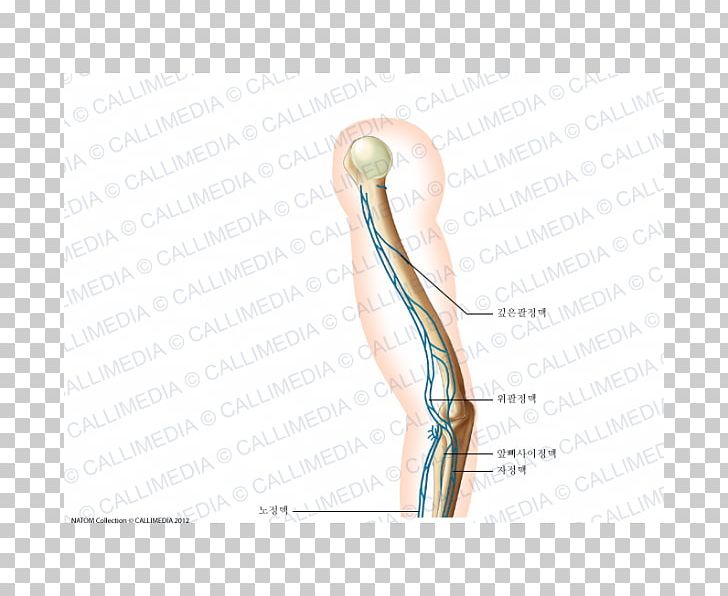 Finger Shoulder Neck PNG, Clipart, Angle, Arm, Arm Muscle, Art, Ear Free PNG Download