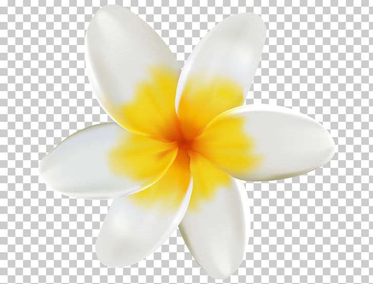 Frangipani Flower Petal PNG, Clipart, Black, Color, Common Sunflower, Flower, Frangipani Free PNG Download