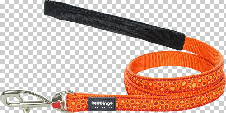 Leash Dog Dingo Trendyol Group Orange PNG, Clipart, Animals, Cat, Centimeter, Dingo, Dog Free PNG Download