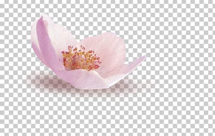 Petal Lilac PNG, Clipart, Blossom, Deco, Flower, Flowering Plant, Flower Rose Free PNG Download