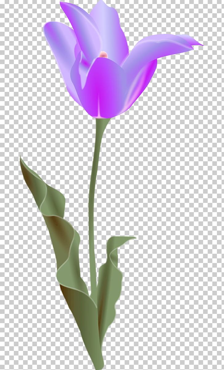 Tulip Free Content Flower PNG, Clipart, Blog, Bud, Computer Icons, Cut Flowers, Download Free PNG Download