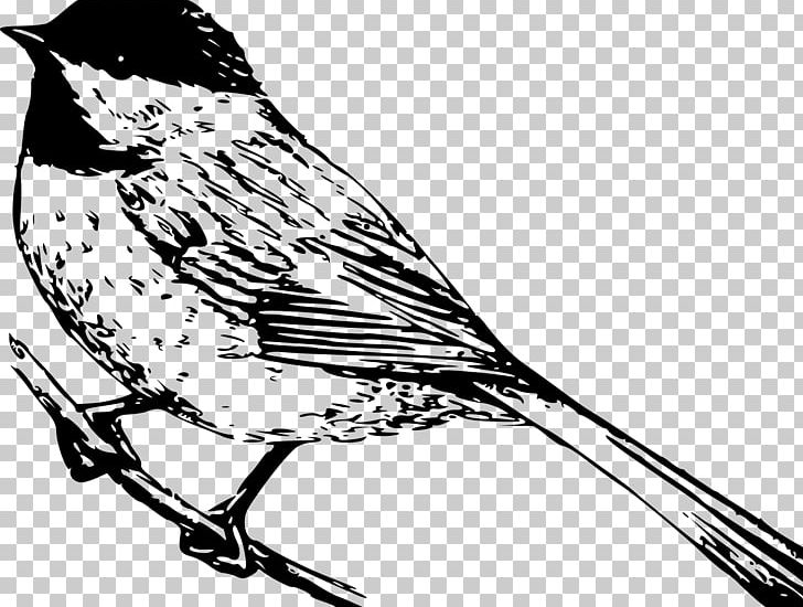 Black-capped Chickadee Coloring Book Drawing Carolina Chickadee PNG, Clipart, Animals, Artwork, Beak, Bird, Black And White Free PNG Download