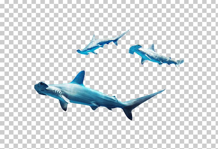 Requiem Shark Marine Biology PNG, Clipart, Animals, Attitude, Blue, Carcharhiniformes, Cartoon Shark Free PNG Download
