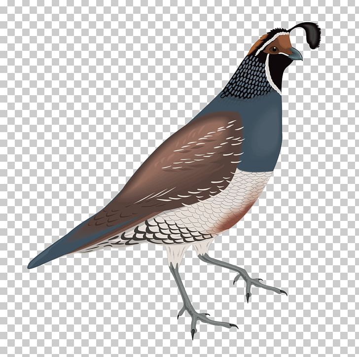 Common Quail California Quail PNG, Clipart, Animal, Animals, Beak, Bird, Cartoon Free PNG Download