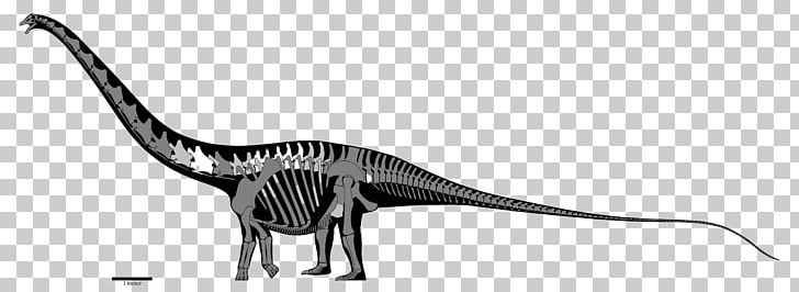 Amphicoelias Dinheirosaurus Supersaurus Diplodocus Morrison Formation PNG, Clipart, Amphicoelias, Argentinosaurus, Black And White, Brachiosaurus, Camarasaurus Free PNG Download