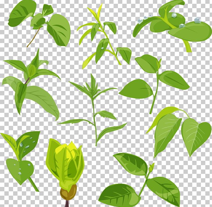 Autumn Leaf Color PNG, Clipart, Autumn Leaf Color, Branch, Desktop Wallpaper, Green, Green Leaf Free PNG Download