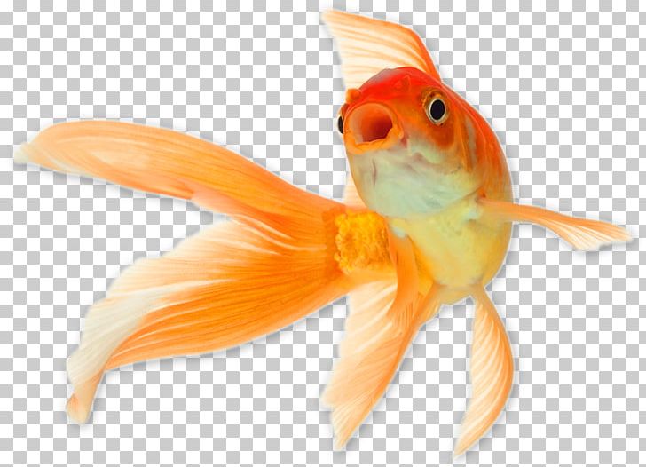 Comet Common Goldfish Shark Cat Reptile PNG, Clipart, Animal, Animals, Aquarium, Bony Fish, Cat Free PNG Download