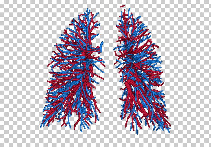 Lung Pulmonary Artery Vein Blood Vessel PNG, Clipart, Abstract, Algorithm, Artery, Blood Vessel, Computed Tomography Free PNG Download