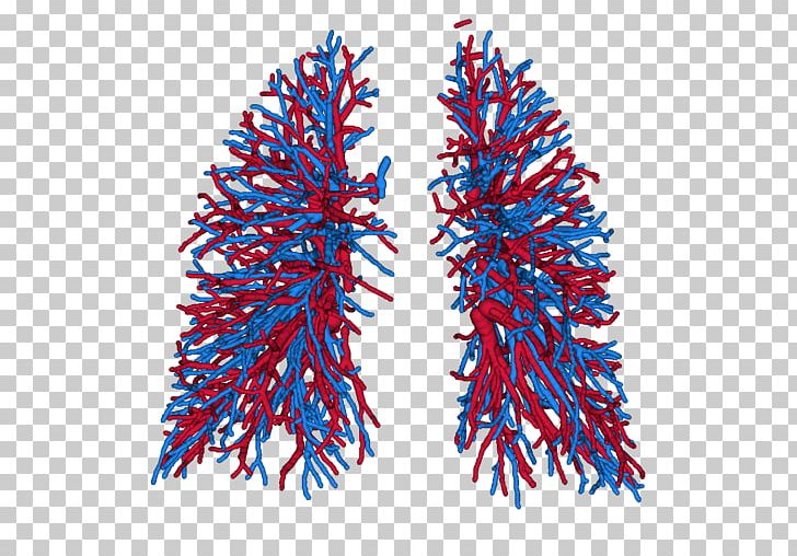 pulmonary veins clipart