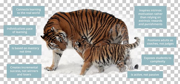 Siberian Tiger Tiger Temple Felidae Sumatran Tiger PNG, Clipart, Animal, Animals, Bengal Tiger, Big Cat, Big Cats Free PNG Download